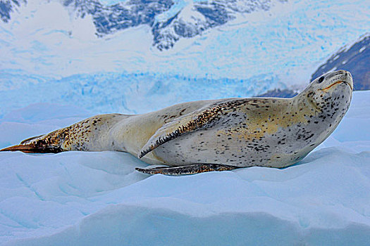 南极威德尔海豹在冰川上