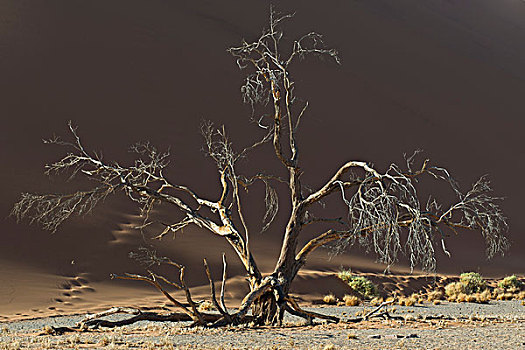 枯木,沙丘,山谷,塞斯瑞姆,区域,纳米比亚,非洲
