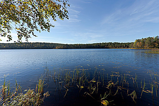 湖,芬兰,针叶林带,北方,卡瑞里亚,欧洲