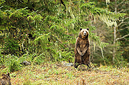 沿岸,大灰熊,棕熊,站立,河口,大熊雨林,不列颠哥伦比亚省,加拿大
