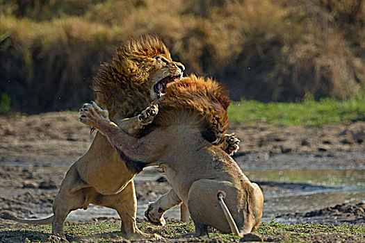 狮子,争斗,马赛马拉国家保护区,肯尼亚,非洲