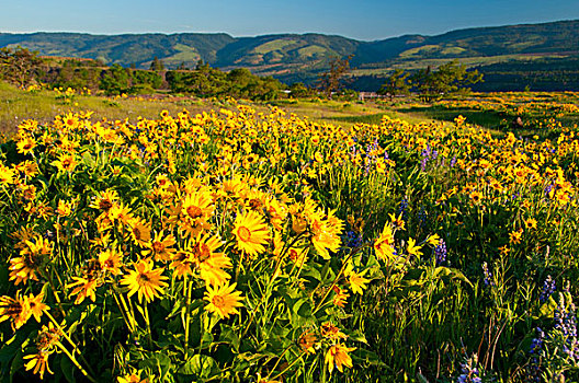 花,土地,哥伦比亚河峡谷国家风景区,俄勒冈,美国