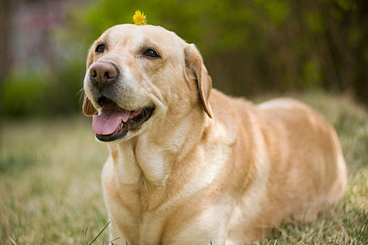 拉布拉多犬