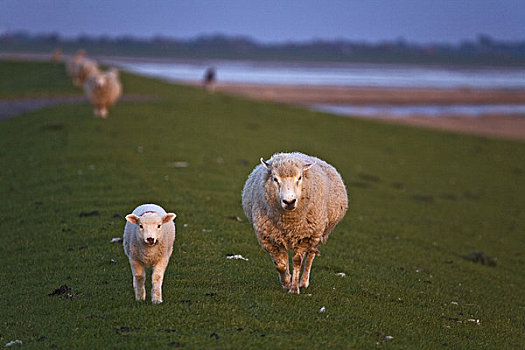 绵羊,地点,靠近,石荷州,德国