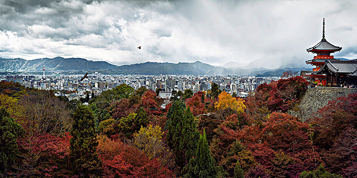 全景,城市,塔,鹰,飞,风暴,天空,彩色,秋天,树,前景,风景,清水寺,京都,日本,亚洲