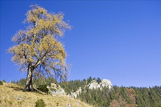 松树,针叶树,路边,阿尔卑斯山,巴伐利亚,德国,欧洲