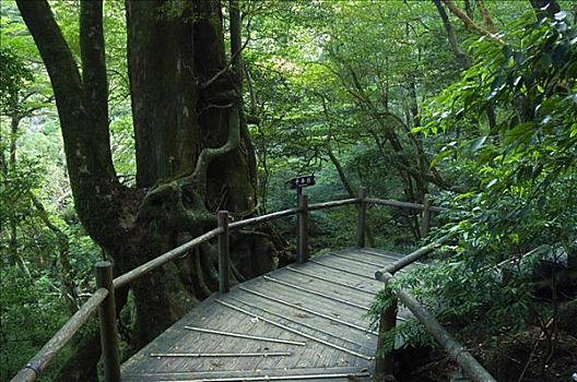 树林,九州,日本