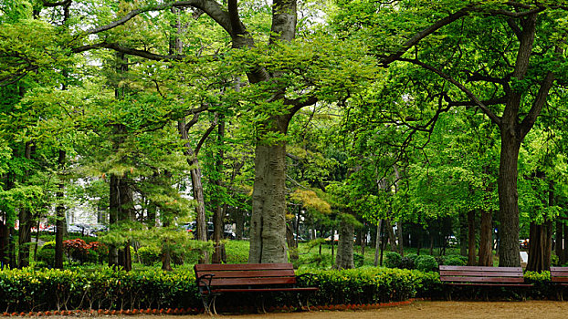公园里郁郁葱葱的树和几个木长椅