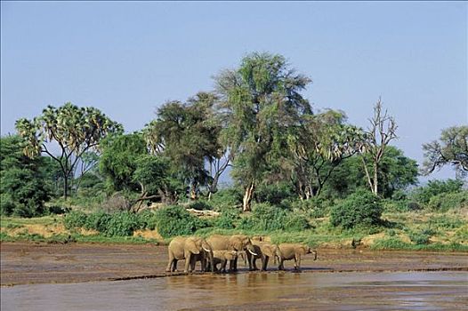 大象,非洲象,喝,河,萨布鲁国家公园,肯尼亚
