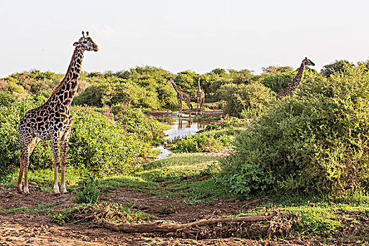 湖,坦桑尼亚,四个,长颈鹿,工作,道路,高,叶子,靠近,看,柔弱,吃,国家公园