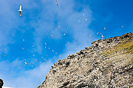 挪威,斯瓦尔巴特群岛,黑脚三趾鸥,三趾鸥,悬崖