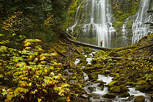 男性,远足,穿过,树干,上方,普罗克西瀑布,俄勒冈,美国