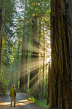 头像,神,光线,巨杉,树,州立公园,红杉,国家公园,加利福尼亚,美国