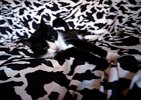 黑白,猫,躺着,卧,毯子