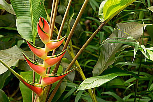海里康属植物,夏威夷,美国