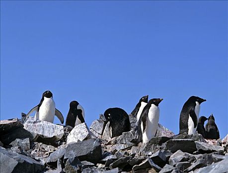 阿德利企鹅,石头,企鹅,南极