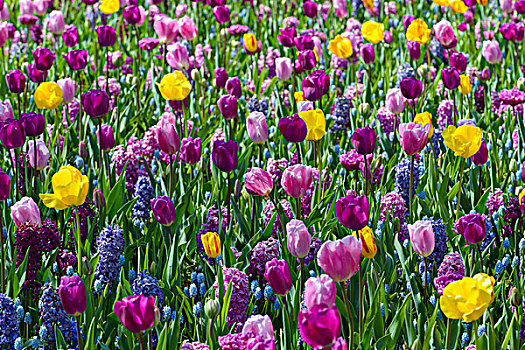 彩色,郁金香,风信子,春天,库肯霍夫花园,荷兰南部,荷兰