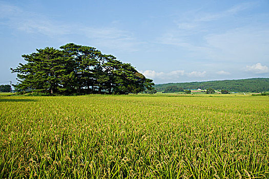 乡村,秋田