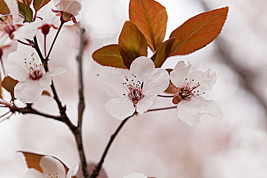 桃花,桃树,桃枝