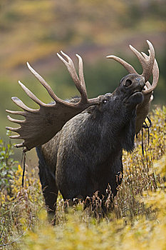 驼鹿,雄性动物,展示,嘴唇,电线,楚加奇州立公园,楚加奇山,阿拉斯加