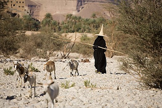 女人,穿,传统,锥形,帽子,乡村,旱谷,也门