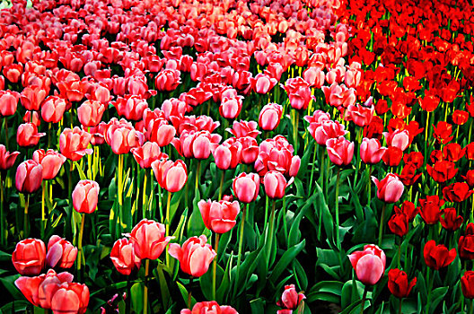 花园,粉色,红色,郁金香,渥太华,安大略省,加拿大