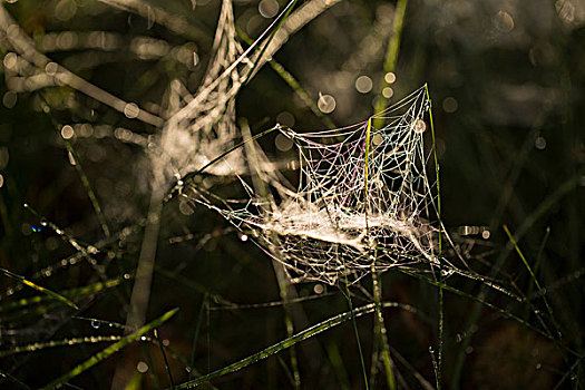 蜘蛛网,遮盖,早晨,露珠,深色背景