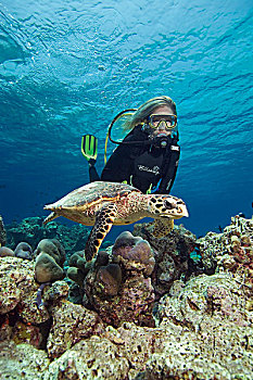 潜水员,赞赏,蠵龟,潜水,北方,雄性,马尔代夫,印度洋