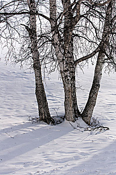 杨树背雪原