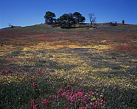 加利福尼亚,圣地亚哥,州立公园,三叶草,羽扇豆属,整洁,野花,仰视,生活方式,橡树,栎属,大幅,尺寸