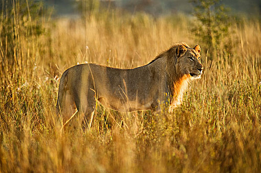 雄性,狮子,禁猎区,西北省,南非