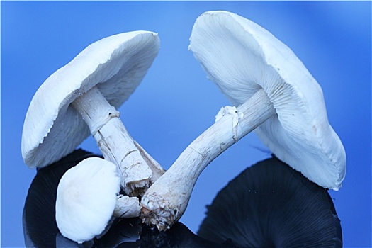 大,白蘑菇,影象,表面