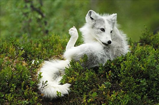 北极狐,休息,树林,挪威,斯堪的纳维亚,欧洲