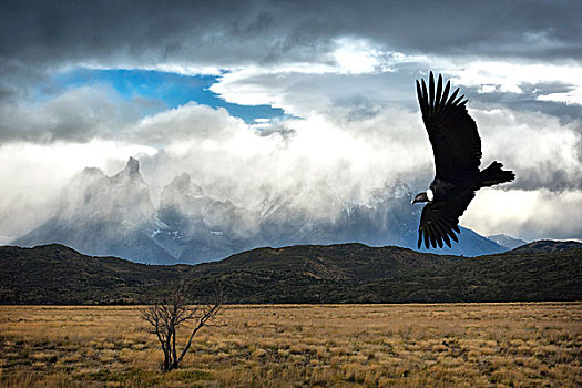 飞,安第斯秃鹰,安地斯神鹰,托雷德裴恩国家公园,巴塔哥尼亚,智利,南美