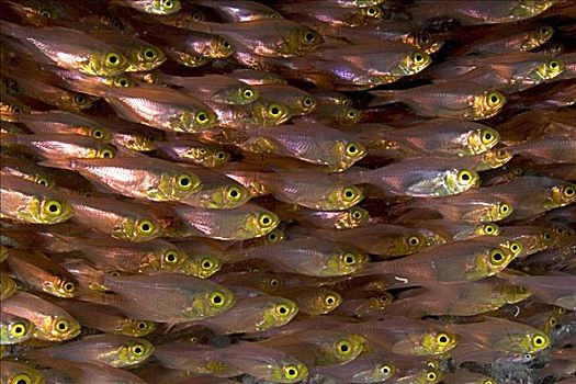 印度尼西亚,鱼群,铜,小,鱼,大,黄色
