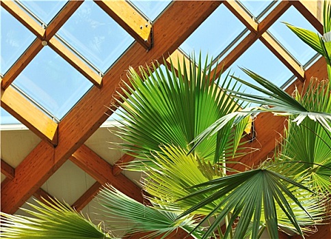 棕榈树,木质,屋顶
