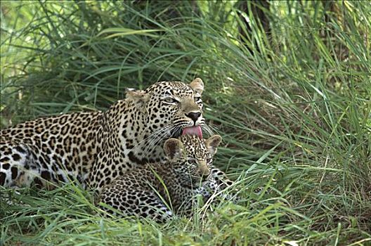 豹,雌性,幼兽,休息,南非