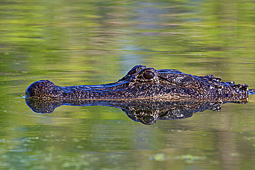 美国短吻鳄,游泳,沼泽,反射,布拉索斯湾州立公园,德克萨斯,美国