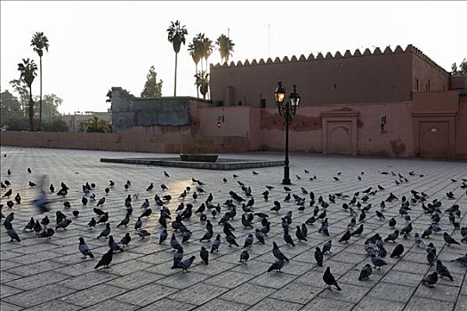 许多,鸽子,玛拉喀什,摩洛哥,非洲