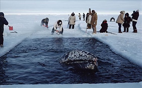 灰鲸,救助,阿拉斯加