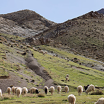 羊群,放牧,山谷,阿特拉斯山脉,摩洛哥