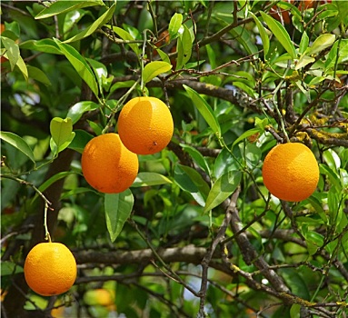 橙色,树,桔子,树上