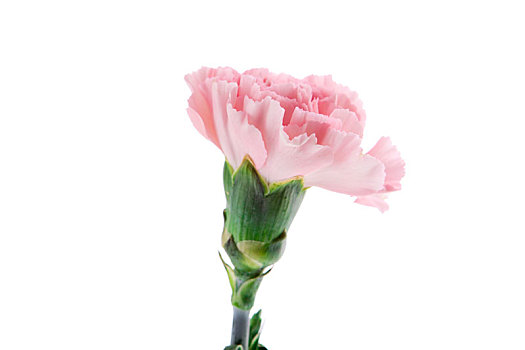母亲节快乐,代表母亲的康乃馨盛开了,送上粉色的康乃馨