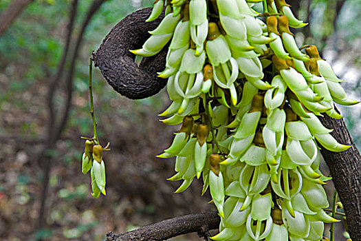 花卉,禾雀花