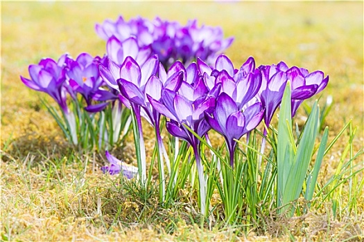 紫色,藏红花,花,草地