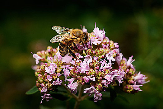 蜜蜂