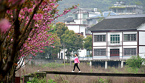 贵州山村樱花绵延十里免费观赏