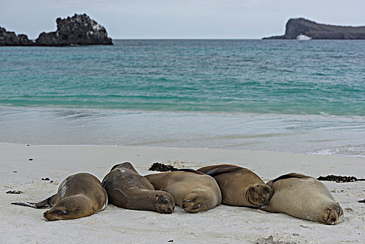 睡觉,加拉帕戈斯,海狮,加拉帕戈斯海狮,西班牙岛,加拉帕戈斯群岛,厄瓜多尔,南美