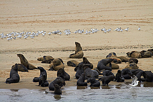 岬角毛海豹,生物群,毛海狮,鹈鹕,纳米比亚,非洲