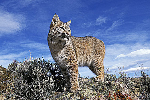 美国山猫,短尾猫,成年,站立,石头,加拿大